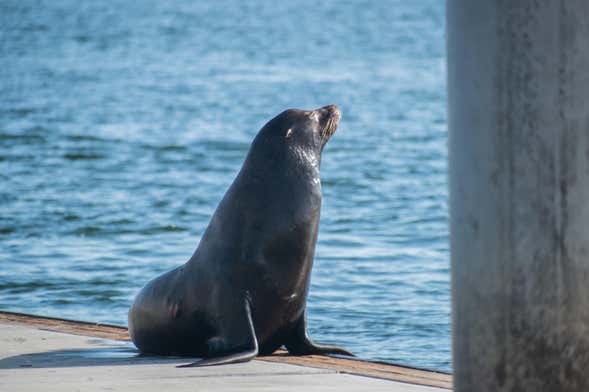 Kayak con i leoni marini a Marina del Rey